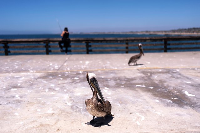 A sick pelican rests on the Newport Beach pier in Newport Beach, Calif., Tuesday, May 7, 2024. It is not immediately clear what is sickening the birds. Some wildlife experts noted the pelicans are malnourished, though marine life abounds off the Pacific Coast. (Photo by Jae C. Hong/AP Photo)