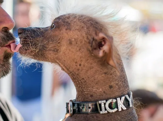 Icky, a 6-year-old Chinese Crested dog, shares a kiss with owner Jon Adler before competing in the World's Ugliest Dog Contest at the Sonoma-Marin Fair on Friday, June 26, 2015, in Petaluma, Calif. (Photo by Noah Berger/AP Photo)