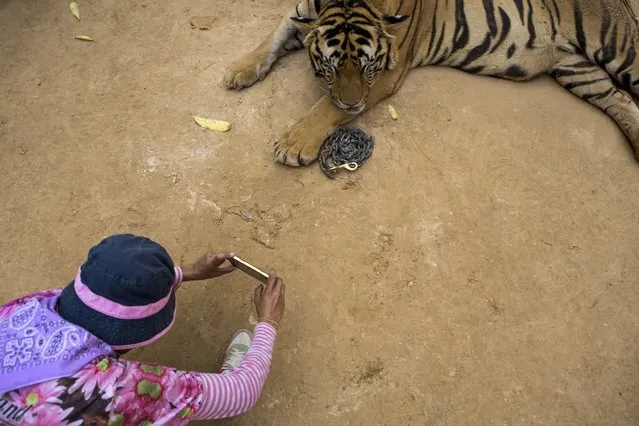 A staff member photographs a visitor with one of the big cats at Tiger Temple, in Kanchanaburi, Thailand, March 16, 2016. “We built this temple to spread Buddhism”, said Supitpong Pakdjarung, a former police colonel who runs the temple's business arm. “The tigers came by themselves”. (Photo by Amanda Mustard/The New York Times)