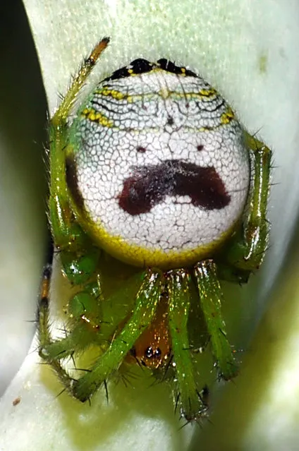 Spider that looks like Mr Pringle. (Photo by Darlyne Murawsk/National Geographic Creative/Caters News)