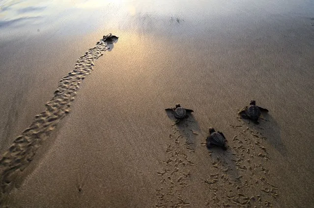 Baby sea turtles heads towards the sea during the sunset at Lhoknga beach  in Aceh province on February 21, 2022. (Photo by Chaideer Mahyuddin/AFP Photo)