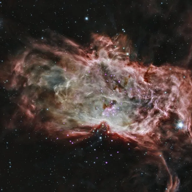 This NASA composite image released on May 7, 2014 shows one of the clusters, NGC 2024, which is found in the center of the so-called Flame Nebula, about 1,400 light years from Earth. In this image, X-rays from Chandra are seen as purple, while infrared data from NASA's Spitzer Space Telescope are colored red, green, and blue. (Photo by K.Getman, E.Feigelson, M.Kuhn & the MYStIX team/Reuters/NASA/CXC/PSU/JPL-Caltech)