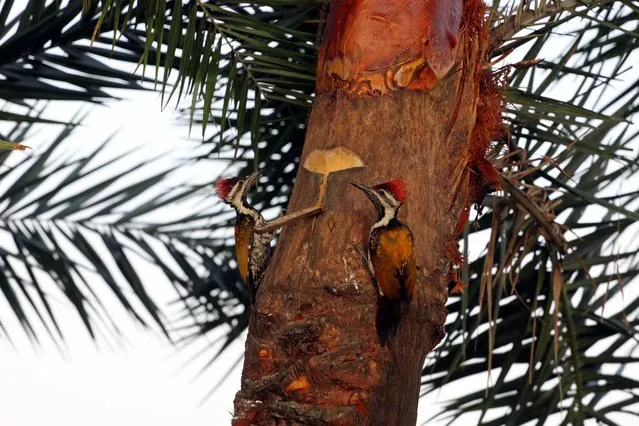 A species of woodpecker is seen pecking its beak into a date palm to extract date juice in Jashore village on January 22, 2022 in Dhaka, Bangladesh. (Photo by Habibur Rahman/Eyepix Group/Future Publishing via Getty Images)