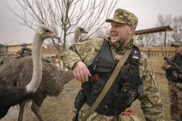 A Ukrainian serviceman tries to avoid being bitten by an ostrich at a heavily damaged private zoo as soldiers and volunteers attempted to evacuate the surviving animals to safety in the village of Yasnohorodka, on the outskirts of Kyiv, Ukraine, Wednesday, March 30, 2022. (Photo by Vadim Ghirda/AP Photo)