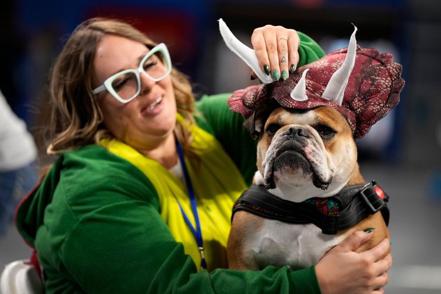 Shelly Vandenberg, of Omaha, Neb., gets her bulldog Thor ready for judging at the 44th annual Drake Relays Beautiful Bulldog Contest, Monday, April 24, 2023, in Des Moines, Iowa. The pageant kicks off the Drake Relays festivities at Drake University where a bulldog is the mascot. (Photo by Charlie Neibergall/AP Photo)