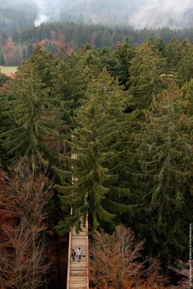 The World´s Longest Tree Top Walk