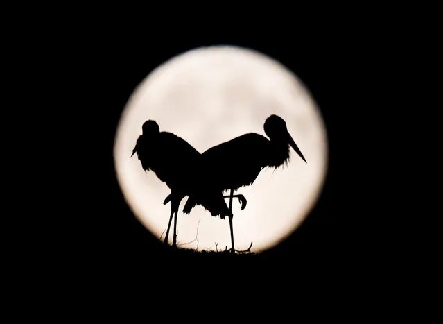 A photograph made available on 03 July 2015 showing storks silouhetted against the full moon near Lebus in Landkreis Märkisch-Oderland, Brandenburg, Germany on 02 July 2015. (Photo by Patrick Pleul/EPA)