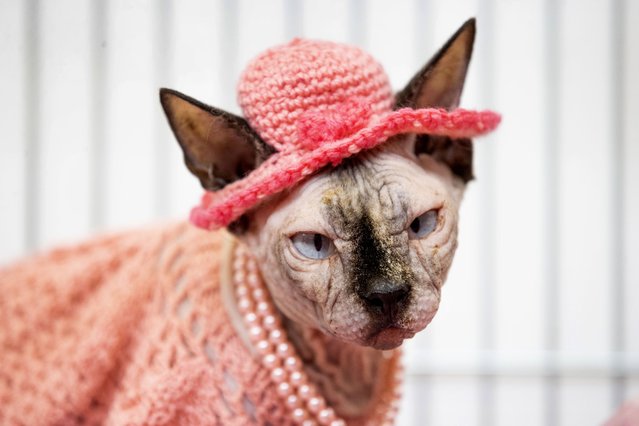 Gillian, a sphynx cat, at the Dublin Championship Cat Show on Sunday, April 16, 2023 at Ballinteer Community School in Dublin, Ireland. (Photo by Tom Honan/The Irish Times)