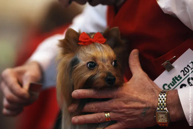 A Yorkshire Terrier is groomed by it's owner on Day one of Crufts at the Birmingham NEC Arena