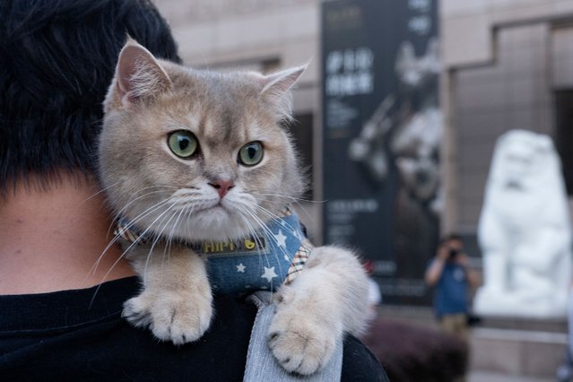 A cat rests on its owner's shoulder while attending cat night at the Shanghai Museum in Shanghai on July 27, 2024. Tickets sold out for Shanghai Museum's first 'cat night' at its ancient Egypt exhibition, which saw customers allowed to bring their pet cats to enjoy the show. (Photo by Agatha Cantrill/AFP Photo)