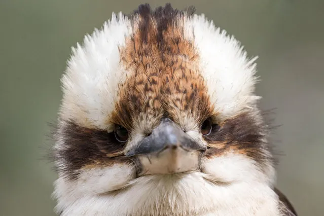 A laughing kookaburra perched on a tree branch. The bird is currently in third place in the competition to find the Australian bird of the year 2019. (Photo by Ken Griffiths/Alamy Stock Photo)