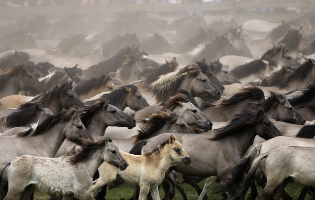 A wild horse herd runs near Duelmen, western Germany, on May 28, 2016 during the Duelmen wild horse day. On the wild horse day the young horser are seperated from the herd to prevent dominance order fights. (Photo by Ina Fassbender/AFP Photo/DPA)