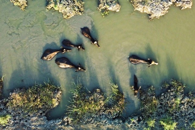 This aerial photo shows a water buffalo wade in the Chibayish marshes during low water levels in Nasiriyah of southern Iraq, Saturday, August 3, 2024. The Iraqi marshlands are listed as a UNESCO World Heritage Site. (Photo by Nabil al-Jurani/AP Photo)