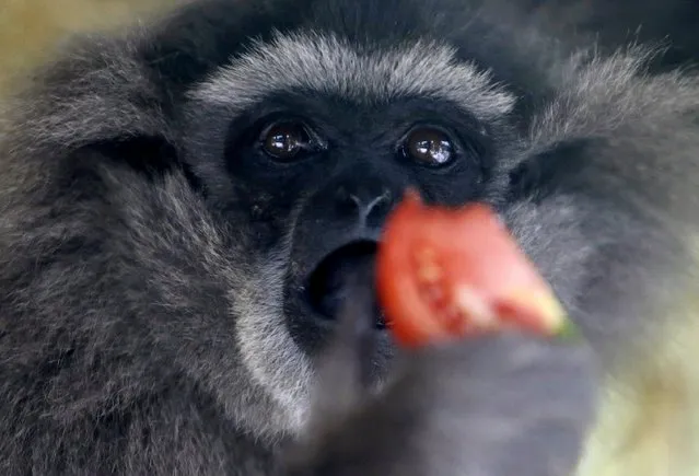 A Silvery Gibbon named Alangalang eats a tomato in its enclosure at Prague Zoo, Czech Republic, July 30, 2015. The baby of Alangalang, an endangered species, was born on Tuesday and it is the first one born in captivity in the Czech Republic, according to the zoo. (Photo by David W. Cerny/Reuters)