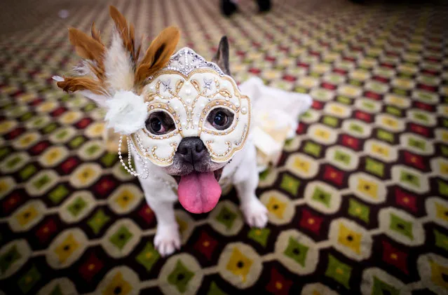 A dog dressed up for a show sits backstage during the 16th annual New York Pet Fashion Show on February 7, 2019 in New York City. (Photo by Johannes Eisele/AFP Photo)