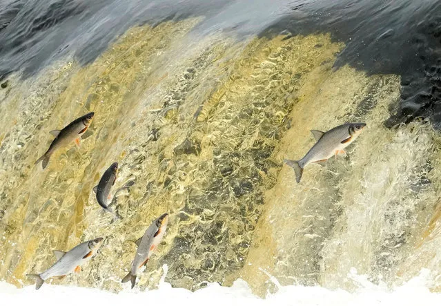 Fish jump over waterfall on Venta river, as every spring vimba bream try to jump over about 2 meters high Venta Rapid waterfall to go up to the rivers to breed, in Kuldiga, Latvia on April 26, 2022. (Photo by Ints Kalnins/Reuters)