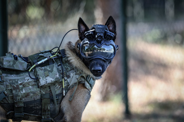 3-year-old Belgian Malinois dog, “Parka”, is being trained with the Remote Command Control System (UKKS) to assist personnel in search and reconnaissance missions by entering hazardous zones before military personnel in Bursa, Turkiye on August 14, 2024. The system, developed for the Turkish Armed Forces (TAF), will be deployed on trained dogs to provide real-time video feed from tunnels, caves, and other dangerous locations. This innovative approach aims to enhance the safety of both the dogs and soldiers. To protect the dogs during operations, specially designed goggles and helmets will shield their eyes in confined spaces, while a headset system will enable the dogs to return to their handlers when danger is detected. (Photo by Semih Sahin/Anadolu via Getty Images)