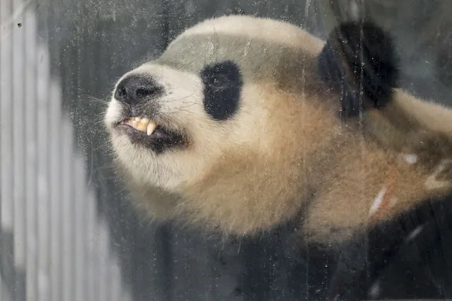 Giant panda Jiao Qing looks out of its container during a presentation after the arrival from China at the airport Schoenefeld near Berlin, Saturday, June 24, 2017. (Photo by Markus Schreiber/AP Photo)