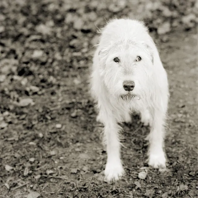 Kelly, Irish Wolfhound, Age 11