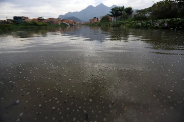 A view of Jacarepagua Lagoon, during a press tour in Rio de Janeiro, March 9, 2015. (Photo by Ricardo Moraes/Reuters)