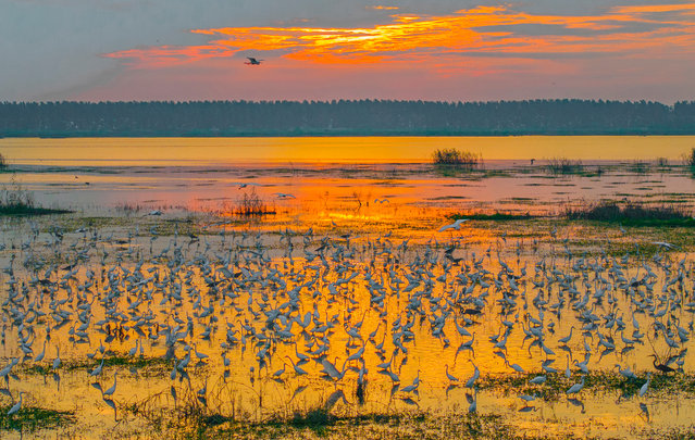 Thousands of birds are flocking to the Hongze Lake wetland in Suqian, China, on August 4, 2024. (Photo by Costfoto/NurPhoto via Getty Images)