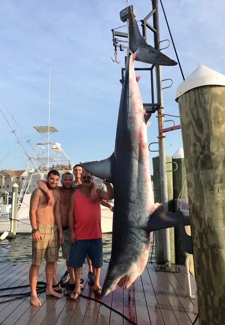 This Saturday, July 22, 2017, photo provided by Jenny Lee Sportfishing, whose crew reeled in a 926-pound Mako shark, from left, Mark Miccio, Mark Miccio, Matt Miccio and Steve Miccio pose for a photo with the shark at Hoffmann Marina in Brielle, N.J. Environmental officials say it's the biggest shark catch in the state's history. The boat's crew was fishing about 100 miles off the state coast in an area known as Hudson Canyon on Saturday. The shark was weighed and displayed in Brielle later that day. The New Jersey Division Fish and Wildlife says the previous record weight for a shark caught was an 880-pound tiger shark caught off Cape May in 1988. (Photo by Jenny Lee Sportfishing via AP Photo)