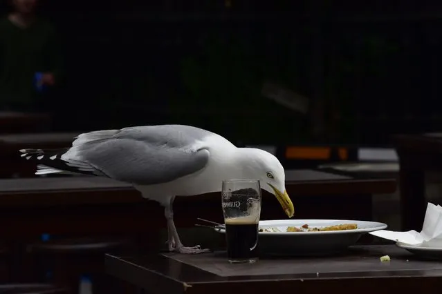 A seagull enjoys afternoon lunch on St Andrews Street, Dublin on July 6, 2022. (Photo by Michael Barrett/The Irish Times)