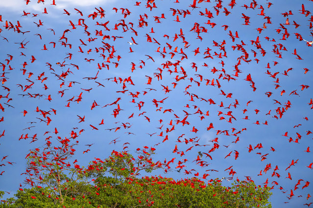 The skies are splashed in red as hundreds of scarlet ibises flock to mangroves to roost for the night near Lencois Maranhenses National Park in Brazil in the second decade of November 2024. (Photo by Octavio Campos Salles/Solent News)
