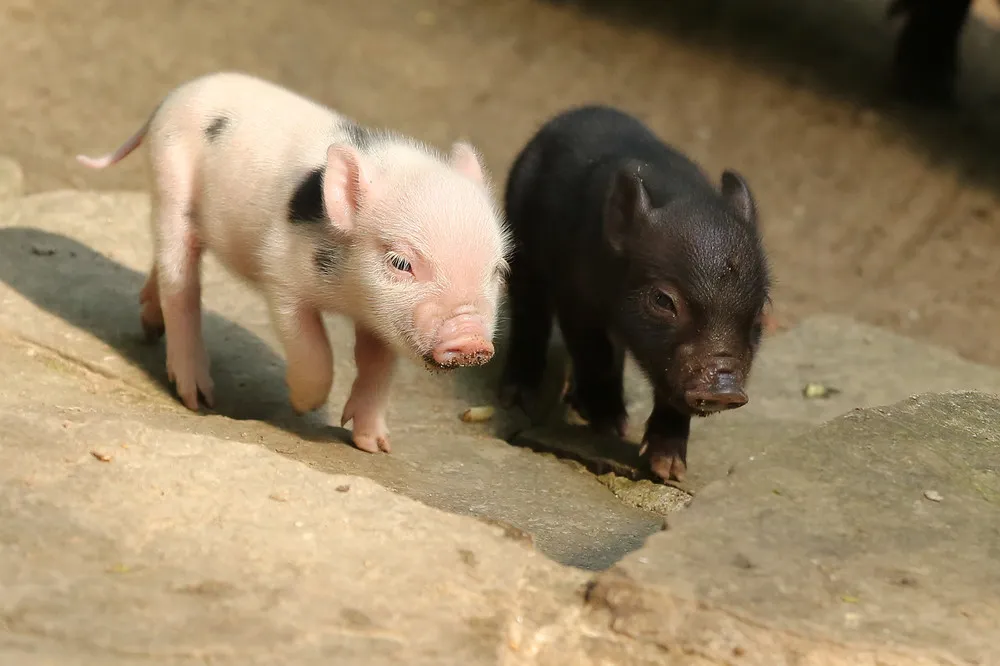 Five Micropigs Born in Zoo Wuppertal in Germany