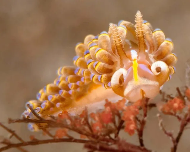 Honorable Mention, Oceans. “Nudibranch”. (Photo by Tim Krutz/The Palm Beach Post)