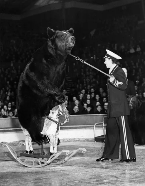 One of the performing bears at the Circus of Olympia balances on a child's rocking horse to the delight of the crowd. 18th December 1951.