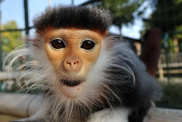 A red-shanked douc langur at Chleby zoo, Czech Republic on September 28, 2017. Red-shanked douc, most beautiful primates of the world and currently the rarest animals kept in Europe. Red-shanked doucs are a great rarity in zoos, only 38 individuals can be found in zoos around the world, with only 5 outside Asia. In the Czech Republic the primates – a male and two females – can be found at the zoo in Chleby. The red-shanked douc langur and the black-shanked langur are both endangered. Populations of all species have declined by 50-80% over the last 30 years. (Photo by Slavek Ruta/Rex Features/Shutterstock)