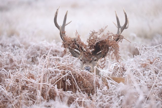 A deer stag lies amongst frosty foliage at Richmond Park in London, Britain, on January 4, 2025. (Photo by Hollie Adams/Reuters)