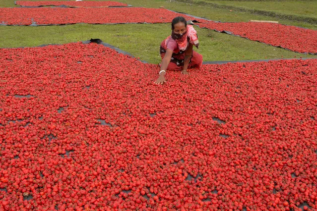 A woman from India's Dhimal tribal community arranges red chillies, which usually are dried to be exported to Nepal, during a government-imposed nationwide lockdown as a preventive measure against the COVID-19 coronavirus, at Mallabari village, some 34 km from Siliguri on April 27, 2020. (Photo by Diptendu Dutta/AFP Photo)