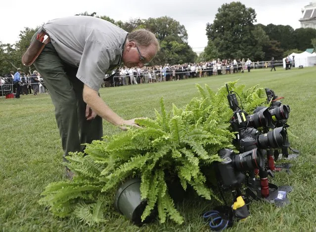 A Park Service member uses ferns to camouflage remote cameras set up on the South Lawn of the White House in Washington, Tuesday, August 2, 2016, for the arrival of visiting Singaporean Lee Hsien Loong. (Photo by Manuel Balce Ceneta/AP Photo)