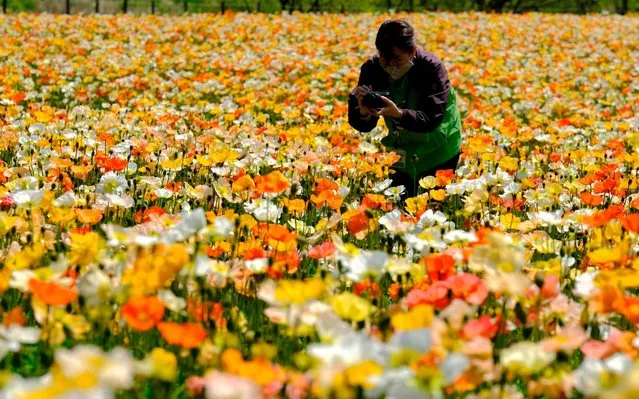 A park staff takes pictures of Iceland poppies to inform visitors on the flowering situation on their website at the Musashi-Kyuryo National Park, which has been temporarily closed since April 8 to prevent the spread of the COVID-19 coronavirus, in Namegawa, Saitama prefecture on April 26, 2020. (Photo by Kazuhiro Nogi/AFP Photo)