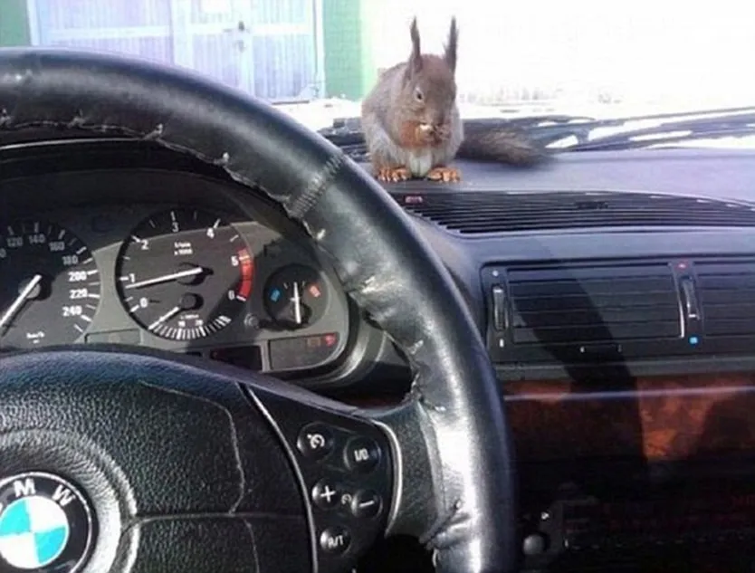 Little Squirrel Worked with the Taxi Driver