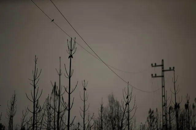 A bird rests on a wire after a forest fire near Arouca, Portugal August 13, 2016. (Photo by Rafael Marchante/Reuters)