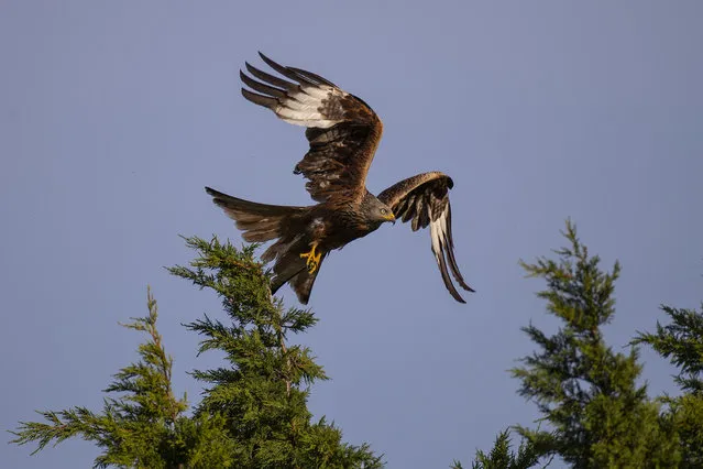 A Red Kite takes off from the top of tree on May 26, 2020 in High Wycombe, England. Red Kites are thriving in the Chilterns just over 30 years since their reintroduction to the area, in what has been one of the UK's most successful conservation projects. (Photo by Richard Heathcote/Getty Images)