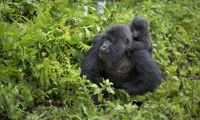 In this photo taken Friday, September 4, 2015, a baby mountain gorilla clings to the back of its mother, on Mount Bisoke volcano in Volcanoes National Park, northern Rwanda. (Photo by Ben Curtis/AP Photo)