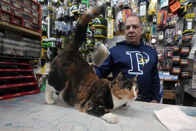 Kelly Garcia, owner of Garcia Hardware & Houseware, brushes Princesa as she sits at the check-out counter on New York's Upper West Side, Wednesday, March 12, 2025. (Photo by Richard Drew/AP Photo)