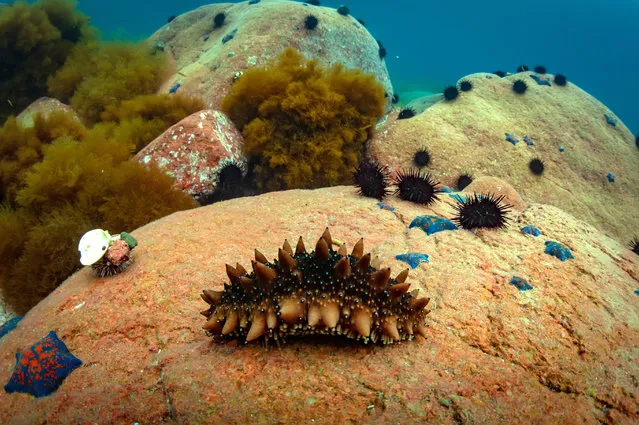 A Japanese spiky sea cucumber on a rock in the Peter the Great Gulf of the Sea of Japan near Vladivostok, Russia on July 4, 2020. (Photo by Yuri Smityuk/TASS)