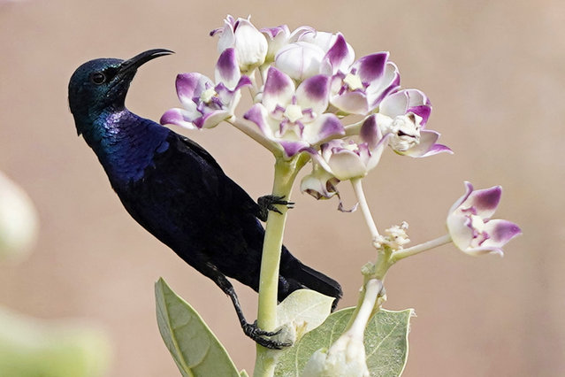 A purple sunbird perches on a flower stem on the outskirts of Ajmer, India on May 4, 2025. (Photo by Himanshu Sharma/AFP Photo)