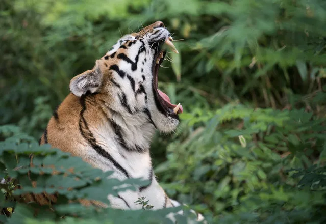Tiger “Dasha” yawns on September 6, 2016 at the zoo in Duisburg, western Germany. (Photo by Bernd Thissen/AFP Photo/DPA)