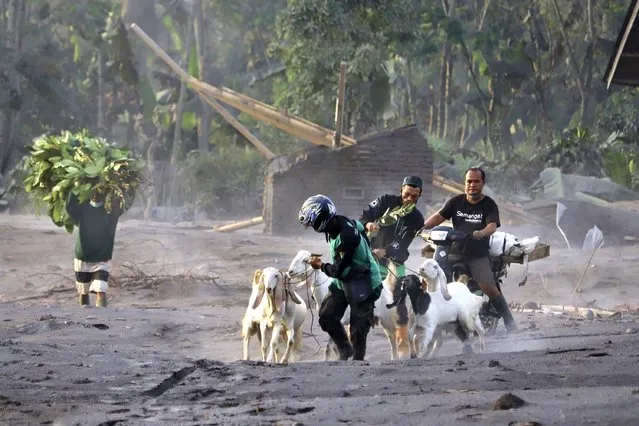 People evacuate livestock from their village following the eruption of Mount Semeru in Kajar Kuning village, Lumajang, East Java, Indonesia, Monday, December 5, 2022. (Photo by Imanuel Yoga/AP Photo)
