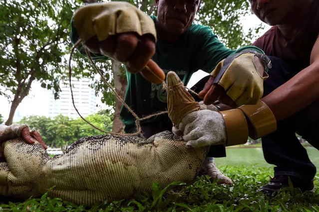 Park workers tie the mouth of a monitor lizard at Lumpini park in Bangkok, Thailand, September 20, 2016. (Photo by Athit Perawongmetha/Reuters)