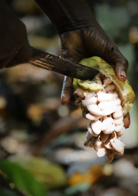 A woman from a local cocoa farmers association called BLAYEYA cuts a cocoa fruit in a cocoa farm in Djangobo, Niable in eastern Ivory Coast, November 17, 2014. (Photo by Thierry Gouegnon/Reuters)