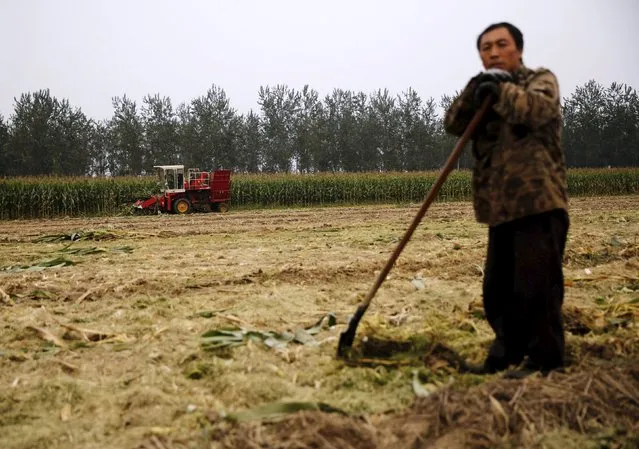 A farmer takes a break at a corn field as a harvester (rear) reaps corn at a farm in Gaocheng, Hebei province, China, September 30, 2015. The world's biggest makers of tractors and combines are finding a rare opportunity for growth in China despite a sharp slowdown in the world's second-largest economy, with big farm machines in demand as the rural labour force shrinks and plot sizes grow. (Photo by Kim Kyung-Hoon/Reuters)