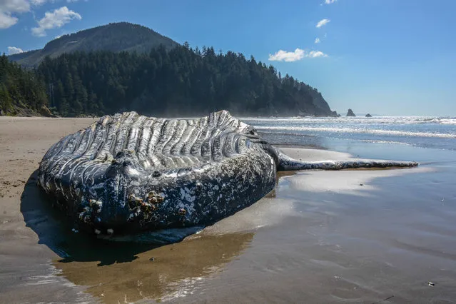 A dead humpback whale lies on the Short Sands beach in Oswald West State Park, Manzanita, US on September 22, 2016. (Photo by Tiffany Boothe/AP Photo)
