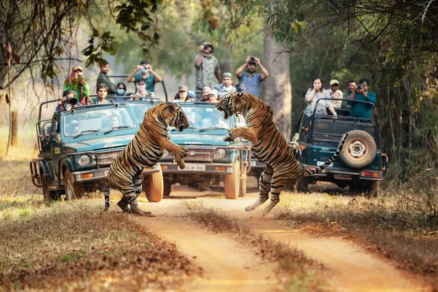 Pic shows two males tigers sparring for dominance over a female in the Tadoba Andhari Tiger Reserve in Chandrapur district of Maharashtra state in India on Monday,  January 16, 2023. The spectacular images of the big cats were taken by Narayan Malu who was just 150 yards from the action. (Photo by Narayan Malu/Magnus News)